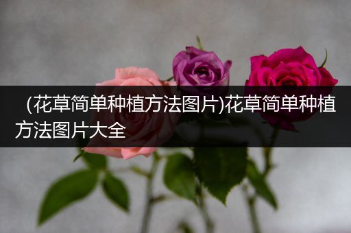 （花草简单种植方法图片)花草简单种植方法图片大全