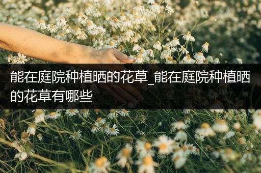 能在庭院种植晒的花草_能在庭院种植晒的花草有哪些