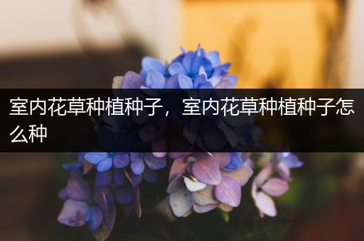 室内花草种植种子，室内花草种植种子怎么种