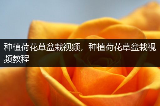 种植荷花草盆栽视频，种植荷花草盆栽视频教程
