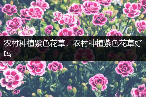 农村种植紫色花草，农村种植紫色花草好吗