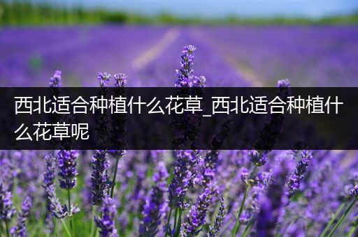 西北适合种植什么花草_西北适合种植什么花草呢