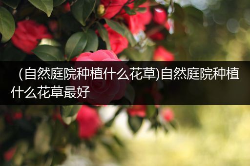 （自然庭院种植什么花草)自然庭院种植什么花草最好