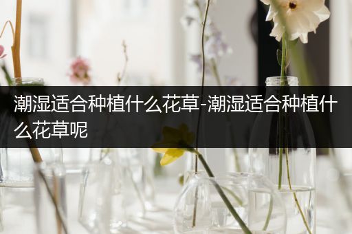 潮湿适合种植什么花草-潮湿适合种植什么花草呢