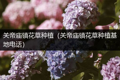 关帝庙镇花草种植（关帝庙镇花草种植基地电话）