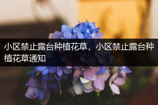 小区禁止露台种植花草，小区禁止露台种植花草通知