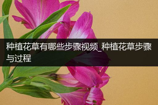 种植花草有哪些步骤视频_种植花草步骤与过程