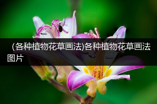 （各种植物花草画法)各种植物花草画法图片