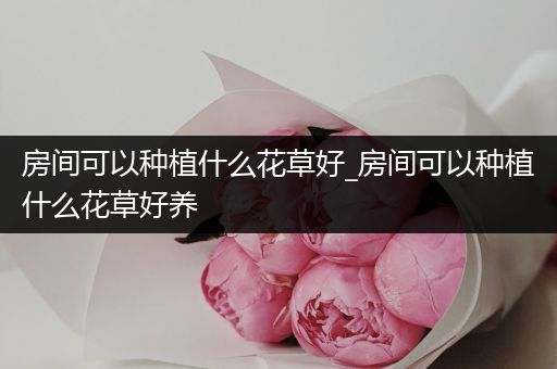 房间可以种植什么花草好_房间可以种植什么花草好养