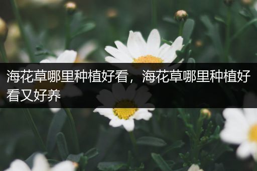 海花草哪里种植好看，海花草哪里种植好看又好养