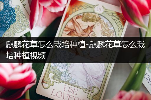 麒麟花草怎么栽培种植-麒麟花草怎么栽培种植视频