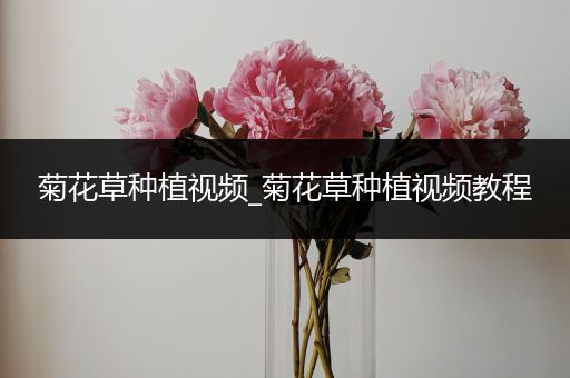 菊花草种植视频_菊花草种植视频教程