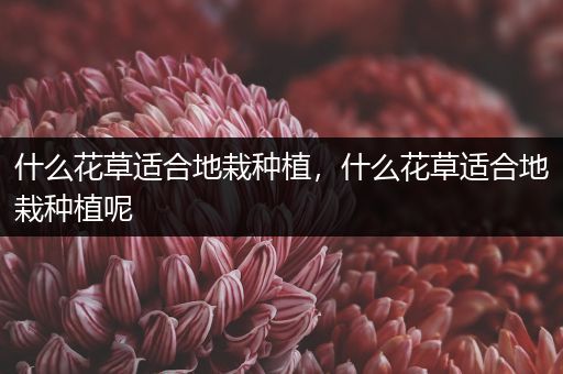 什么花草适合地栽种植，什么花草适合地栽种植呢