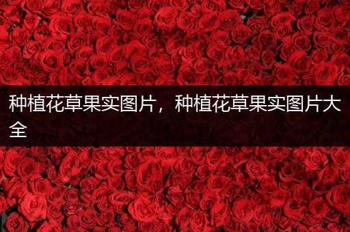 种植花草果实图片，种植花草果实图片大全
