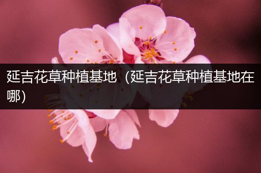 延吉花草种植基地（延吉花草种植基地在哪）
