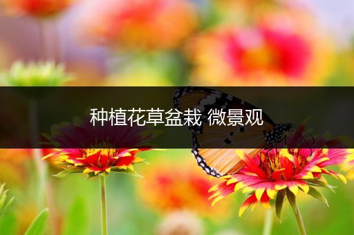 种植花草盆栽 微景观