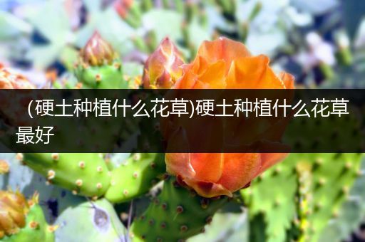 （硬土种植什么花草)硬土种植什么花草最好