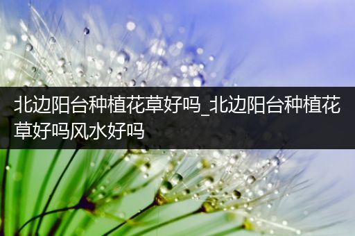 北边阳台种植花草好吗_北边阳台种植花草好吗风水好吗