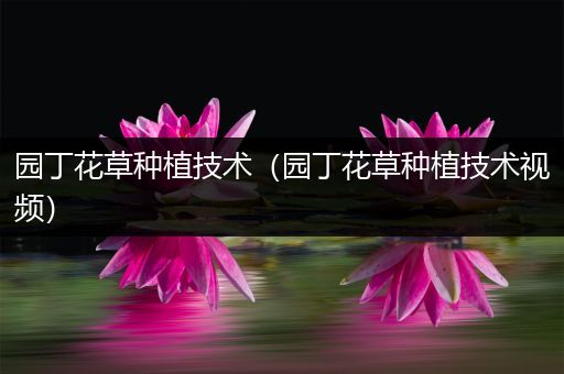 园丁花草种植技术（园丁花草种植技术视频）