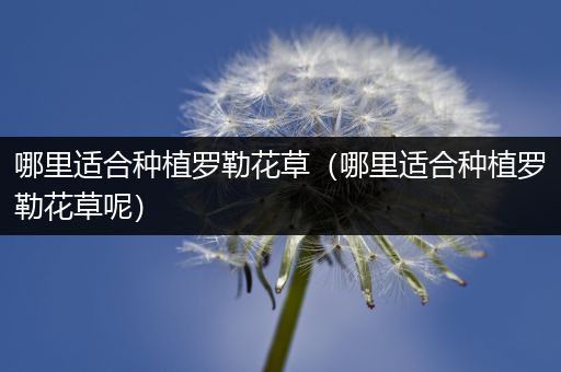 哪里适合种植罗勒花草（哪里适合种植罗勒花草呢）
