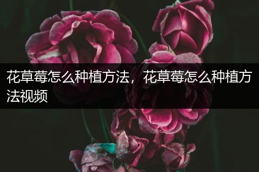 花草莓怎么种植方法，花草莓怎么种植方法视频