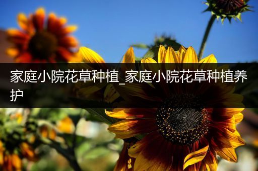 家庭小院花草种植_家庭小院花草种植养护