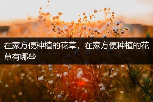 在家方便种植的花草，在家方便种植的花草有哪些