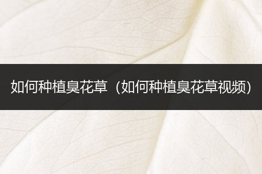 如何种植臭花草（如何种植臭花草视频）