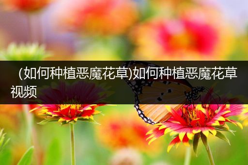 （如何种植恶魔花草)如何种植恶魔花草视频