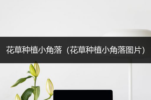 花草种植小角落（花草种植小角落图片）