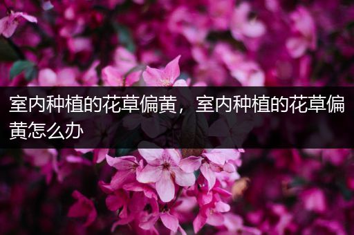 室内种植的花草偏黄，室内种植的花草偏黄怎么办