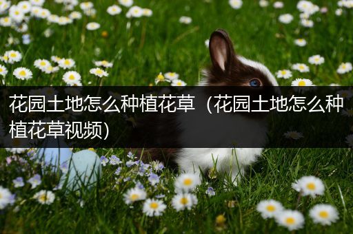 花园土地怎么种植花草（花园土地怎么种植花草视频）