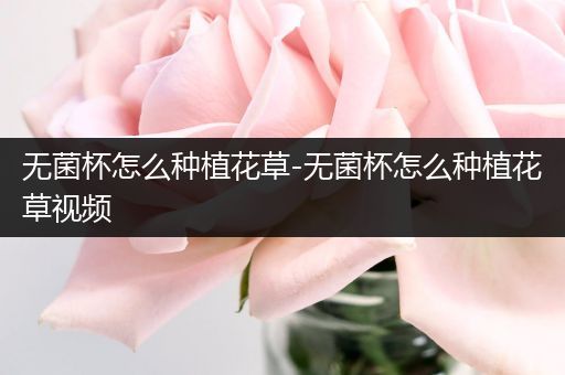 无菌杯怎么种植花草-无菌杯怎么种植花草视频