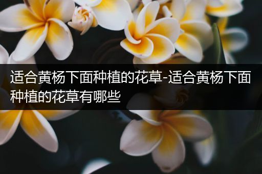 适合黄杨下面种植的花草-适合黄杨下面种植的花草有哪些
