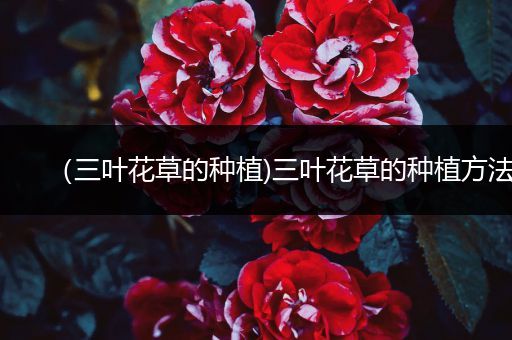 （三叶花草的种植)三叶花草的种植方法