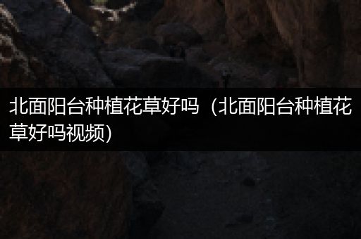北面阳台种植花草好吗（北面阳台种植花草好吗视频）