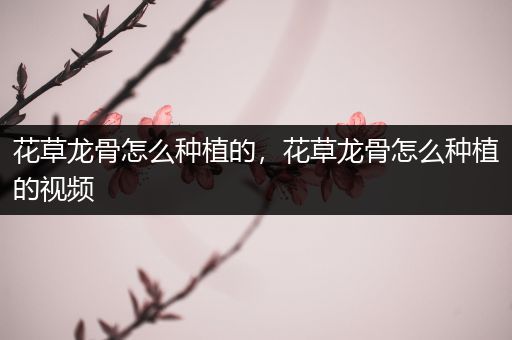 花草龙骨怎么种植的，花草龙骨怎么种植的视频