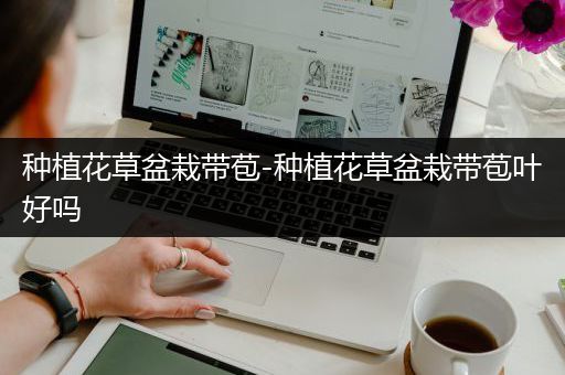 种植花草盆栽带苞-种植花草盆栽带苞叶好吗