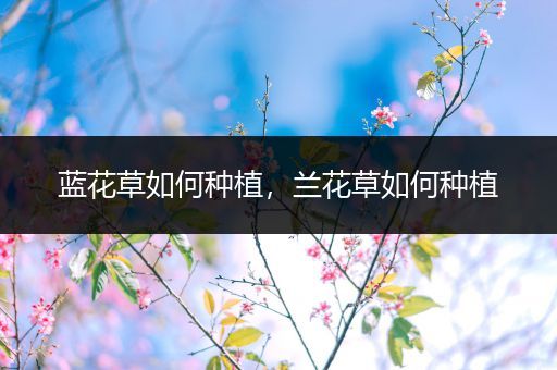 蓝花草如何种植，兰花草如何种植