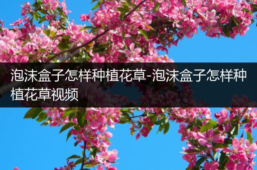 泡沫盒子怎样种植花草-泡沫盒子怎样种植花草视频
