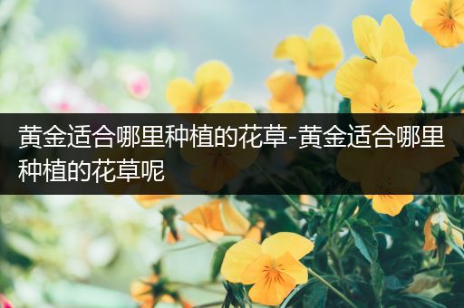 黄金适合哪里种植的花草-黄金适合哪里种植的花草呢