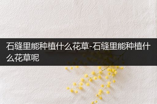 石缝里能种植什么花草-石缝里能种植什么花草呢