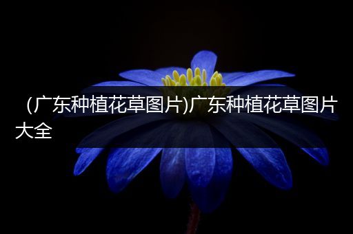（广东种植花草图片)广东种植花草图片大全