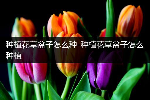 种植花草盆子怎么种-种植花草盆子怎么种植