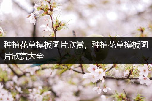 种植花草模板图片欣赏，种植花草模板图片欣赏大全