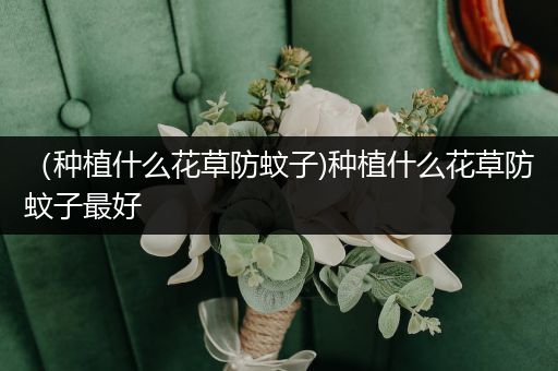 （种植什么花草防蚊子)种植什么花草防蚊子最好