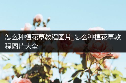怎么种植花草教程图片_怎么种植花草教程图片大全