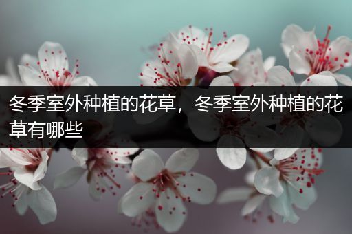 冬季室外种植的花草，冬季室外种植的花草有哪些