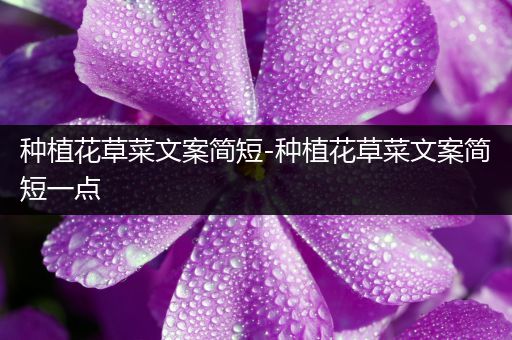 种植花草菜文案简短-种植花草菜文案简短一点