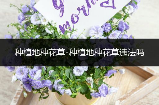 种植地种花草-种植地种花草违法吗